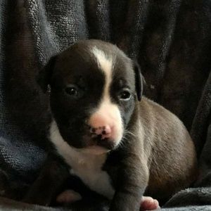 Meet your Posher, Cassidy